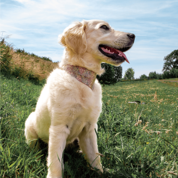 chien assis dans l'herbe qui porte le collier cuir rose bandana malibu martin sellier