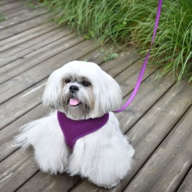 chien blanc qui porte le harnais pour chien violet air mesh Doogy
