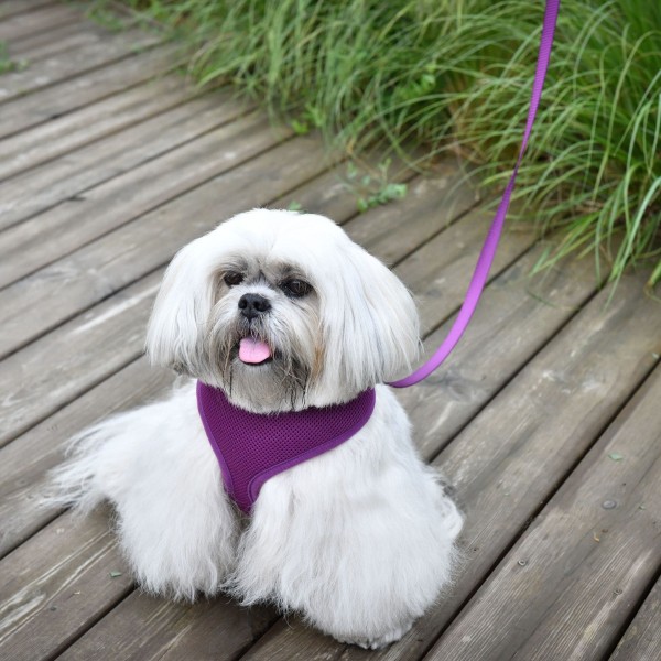 chien blanc qui porte le harnais pour chien violet air mesh Doogy