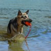 chien dans l'eau avec le Jouet flottant pour chien Aqua KONG dans la gueule