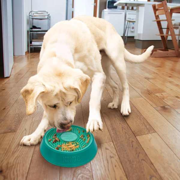 chien qui joue à l'interieur avec le Jouet à lécher pour chien licks spinz kong