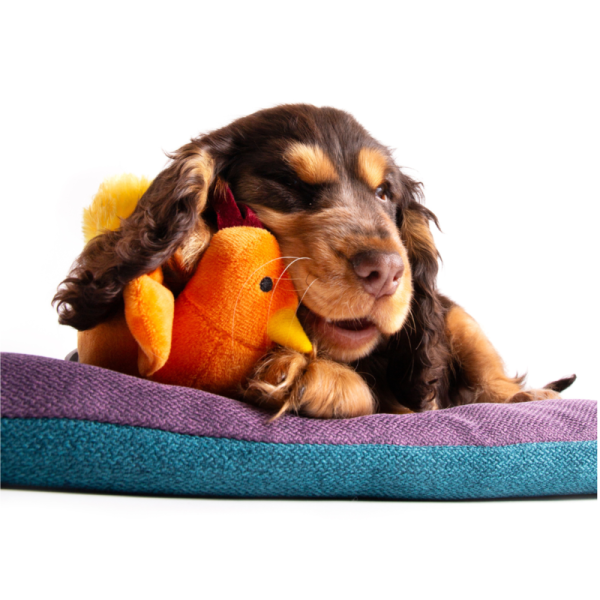 chien avec peluche pour chien coq orange martin sellier