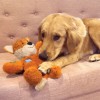 chien avec la peluche pour chien wild renard knots KONG