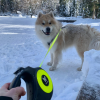 chien qui se promène dans la neige avec la laisse pour chien rétractable sangle fluo jaune martin sellier
