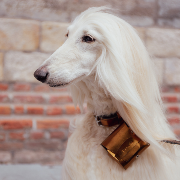 chien avec le distributeur de sacs à crottes en cuir cuivre métallissé dakota poopidoo martin sellier