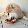 chien qui lèche la gamelle de léchage pour chien orange en silicone MARTIN SELLIER