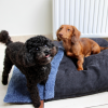 chiens avec le coussin couverture pour chien et chat bleu  collection Doudouzen MARTIN SELLIER