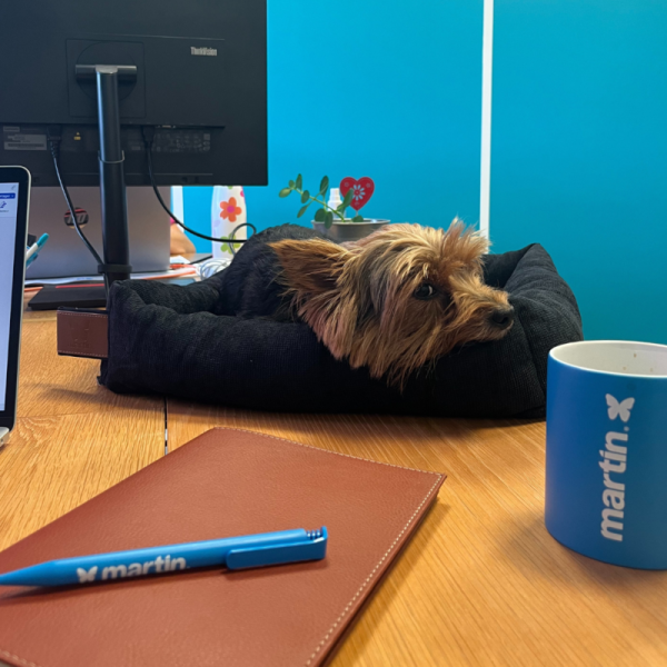 chien allongé dans la corbeille pour chien bleue Damier collection Doudouzen MARTIN SELLIER avec la tête posée sur le rebord