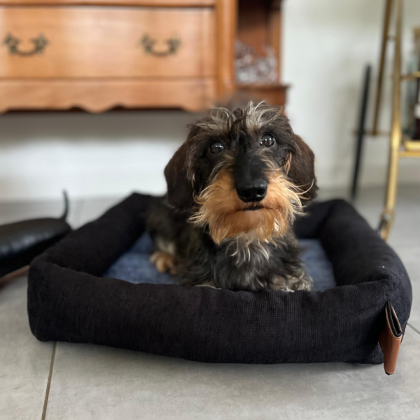 chienallangé dans la corbeille pour chien bleue Damier collection Doudouzen MARTIN SELLIER