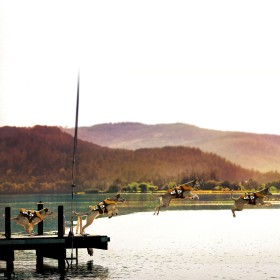 chien qui saute dans l'eau avec le gilet de sauvetage DFD Ezydog