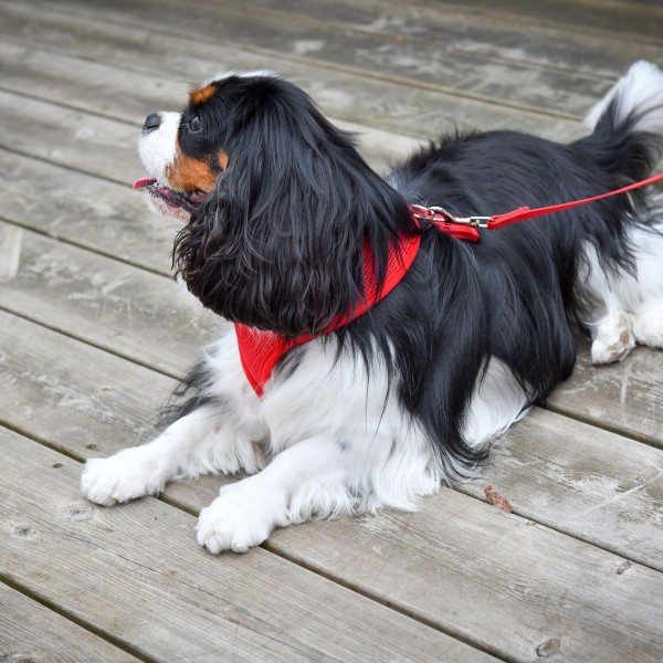 chien allongé portant le harnais pour chien mesh rouge Doogy