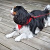 chien allongé portant le harnais pour chien mesh rouge Doogy