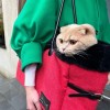 chat dans le sac de transport pour chien et chat chic martin sellier