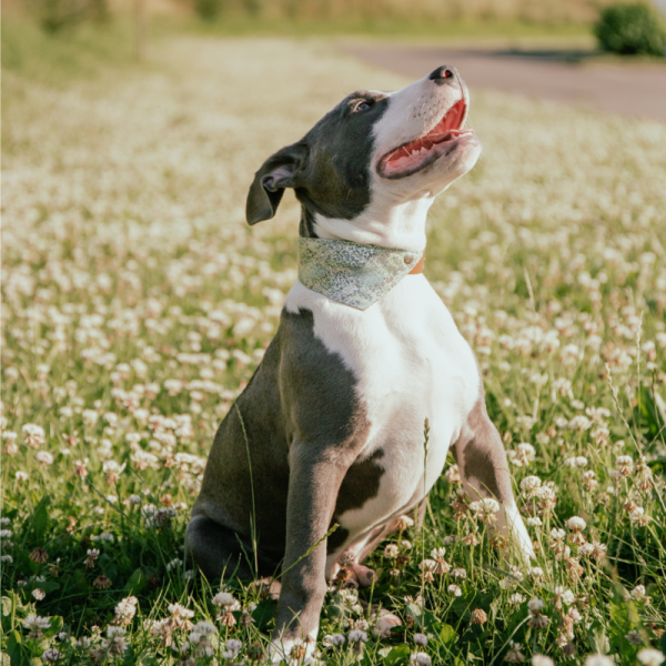 chien assis dans l'herbe qui porte le collier pour chien en cuir camel avec bandana malibu martin sellier