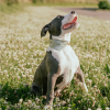 chien assis dans l'herbe qui porte le collier pour chien en cuir camel avec bandana malibu martin sellier