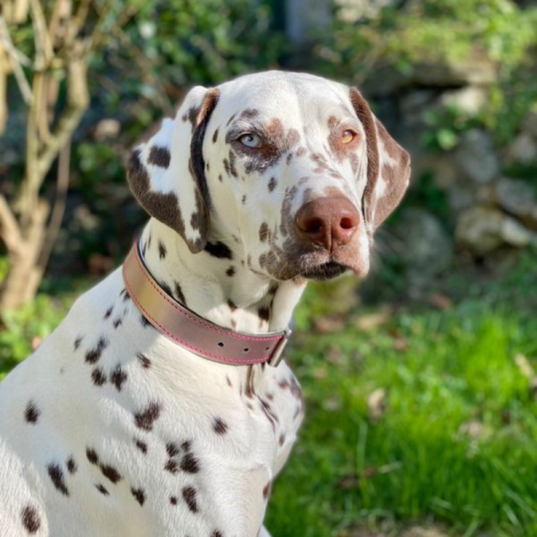 chien dans l'herbe qui porte le collier pour chien en cuir rose dakota martin sellier