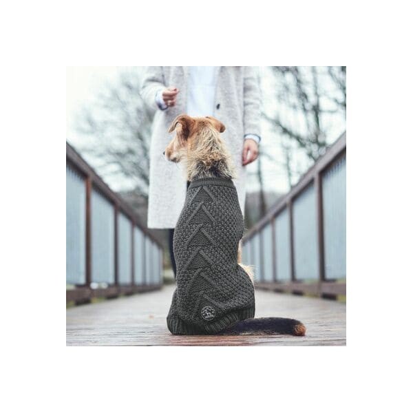 chien assis de dos qui porte le pull pour chien gris malmo hunter