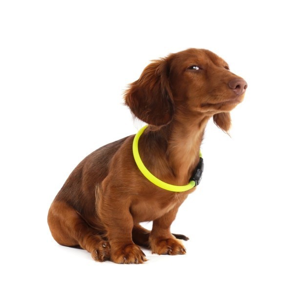 chien qui porte le collier pour chien et chat lumineux led tude martin sellier jaune