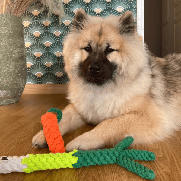chien allongé devant le jouet pour chien en corde martin sellier en forme de carotte et celui en forme de poireau