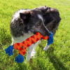 chien avec le jouet rope rally bone kong dans la gueule