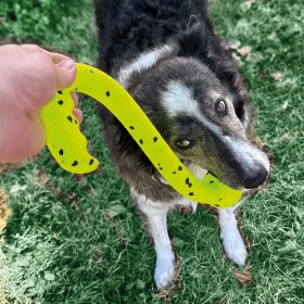 personne qui jouer avec son chien avec le jouet reflex tug'n fetch KONG