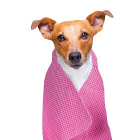 chien avec la serviette rafrâichissante pour chien et chat Doogy rose sur lui