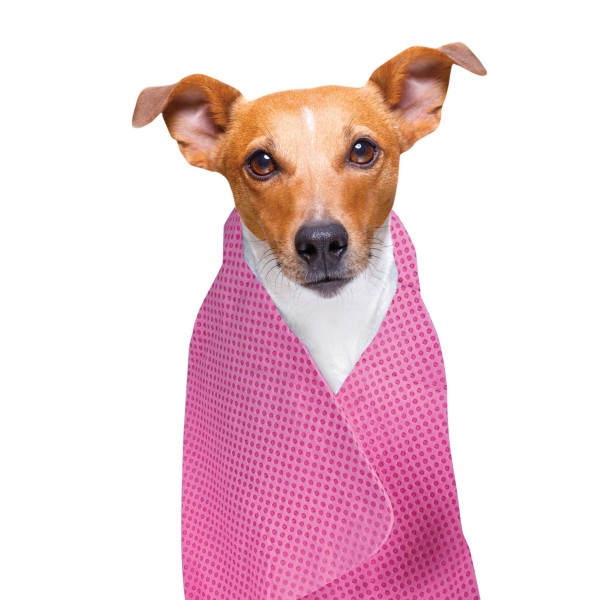 chien avec la serviette rafrâichissante pour chien et chat Doogy rose sur lui