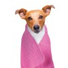chien avec la serviette rafrâichissante pour chien et chat Doogy rose sur lui