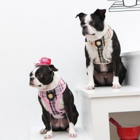 1 chien avec le harnais pour chien beige Junior Puppia et un autre chien avec le harnais pour chien rose Junior Puppia