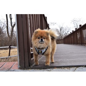 chien avec le harnais pour chien noir Junior Puppia