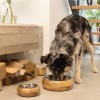 chien avec les Gamelles pour chien en bois et bol acier MANDIRA Designed by Lotte