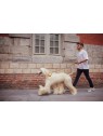 homme promenant son chien avec le distributeur de sacs à crottes en cuir cuivre métallisé MARTIN SELLIER