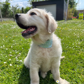 Collier pour chien en cuir bleu cognac Miami MARTIN SELLIER chic et élégant