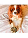 Friandises pour chien Cooka's Cookies avec ingrédients naturels