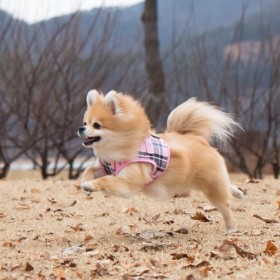 chien avec le harnais veste pour chien rose junior puppia