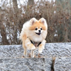 chien avec le harnais veste pour chien noir junior puppia
