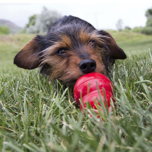 Chien allongé dans l'herbe qui lèche la pâte pour chien au foie easy treat KONG qui se trouve dans un jouet KONG