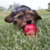 régaler son chien avec la pâte au foie dans un jouet KONG