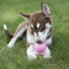 Régaler son chien avec la pâte Easy Treat dans un jouet KONG