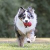 Jouet pour chien KONG Classic rouge caoutchouc naturel pour jouer dehors