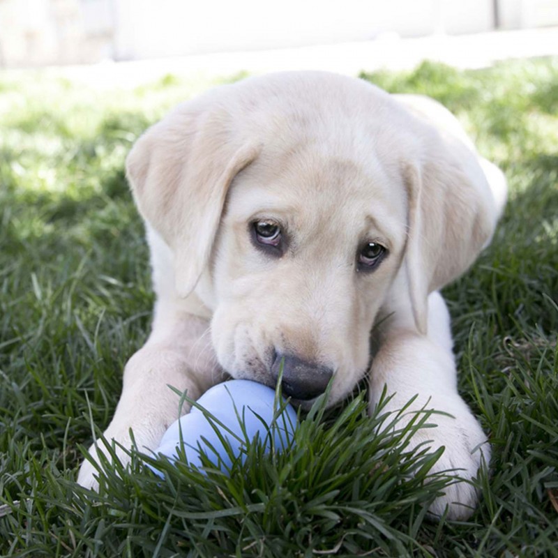 chiot jouant avec le jouet pour chiot kong puppy