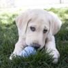 chiot jouant avec le jouet pour chiot kong puppy