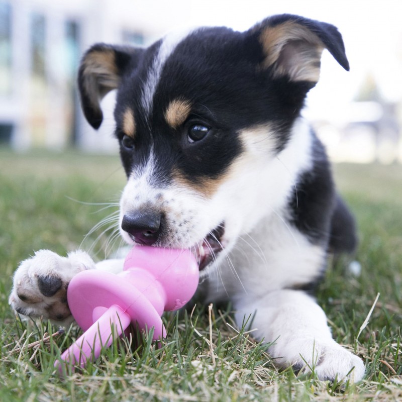 chiot jouant avec le jouet pour chiot binkie kong