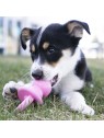 chiot jouant avec le jouet pour chiot binkie kong