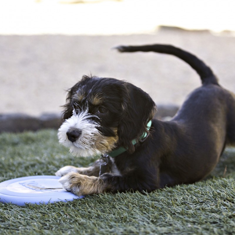 chiot qui joue avec le jouet pour chiot frisbee puppy kong