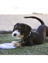 chiot qui joue avec le jouet pour chiot frisbee puppy kong