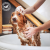 laver son animal avec l'après shampooing pour chien poils mi-longs banane iv san bernard