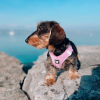 chien avec le harnais pour chien parme mesh martin sellier