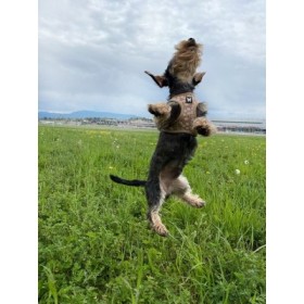 chien avec le harnais pour chien ginko beige mesh martin sellier