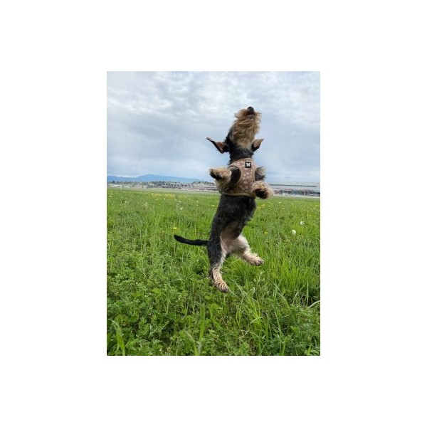 chien dans l'herbe qui saute en l'air avec le harnais pour chien ginko beige mesh martin sellier